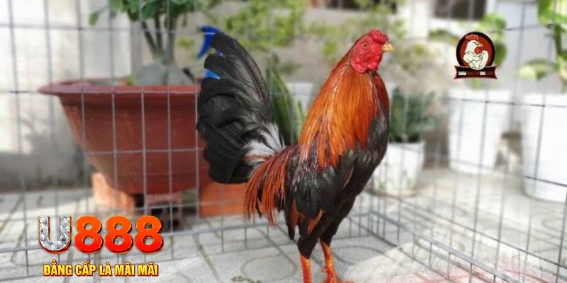 sudoku online game máy bay nổ hũ