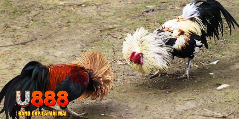 sudoku online game nổ hũ là gì